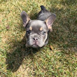 Bam Bam - Tricolors male French Bulldog puppy in Troy, Michigan from Mid Coast Frenchies