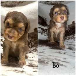 Bo - Red tri-color Aussiedoodle puppy in Tonopah, Arizona from Lazy T9 Ranch