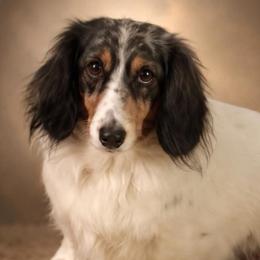 Dachshunds from Lilly's Long Dogs