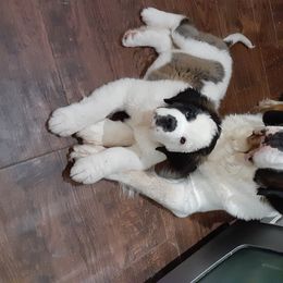 Saint Bernard Puppies from Dementhon Saint Bernards