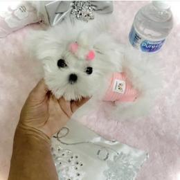 Maltese and Yorkshire Terrier Puppies from tatortot pup