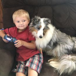 Tiffany - Shetland Sheepdog