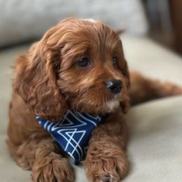 Simba🦁, boy - Red Cavapoo puppy in Elk Ridge, Utah from Topnotchpoodles
