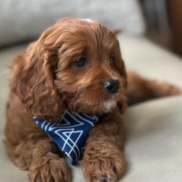 Simba🦁, boy - Red Cavapoo puppy in Elk Ridge, Utah from Topnotchpoodles