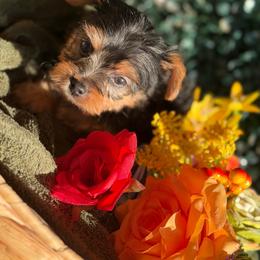 Girl 2 - Black and tan female Yorkshire Terrier puppy in Richmond, Texas from Perfectly Posh Pets