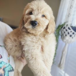 Bernedoodle, Cavalier King Charles Spaniel, and Goldendoodle Puppies from Dandelion Doodles