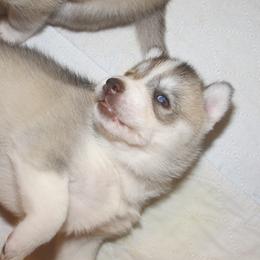 Ren - Gray and white female Siberian Husky puppy in Middlebury, Vermont from Rebel Huskys