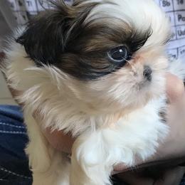 Shih Tzu Puppies from Willow Lane Shih Tzus