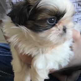 Shih Tzu Puppies from Willow Lane Shih Tzus