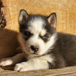 Siberian Husky Puppies from Haskins Huskies