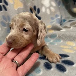 Isabella dapple female - Fawn (isabella) and tan female Dachshund puppy in Valley Springs, California from Robin’s Dachshunds