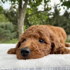 Irish Doodle puppies from Queen of the Hill Puppies