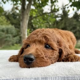 Irish Doodle puppies from Queen of the Hill Puppies