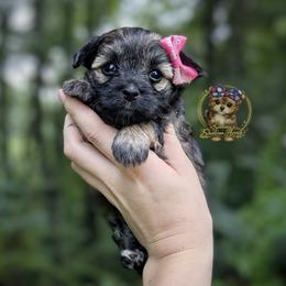Briar - Black and gold female Morkie puppy in Barren Springs, Virginia from Seeking Shalom Acres Maltese, Maltipoos & Havamalts