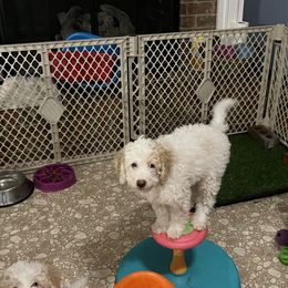 Aussiedoodle Puppies from Creek Bend Farm