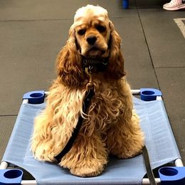 Charlotte - Cocker Spaniel