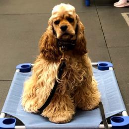 Charlotte - Cocker Spaniel