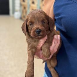 Skip - Red  male Goldendoodle puppy in Wharton, Texas from Little Fur Friends
