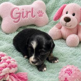 Inky - Black tri female Miniature American Shepherd puppy in Covington County, Alabama from Sweetbay Aussies/ Miniature American Shepherds