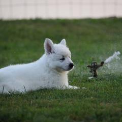 Berger Blanc Suisse Puppies from Nasha Comanda White Swiss Shepherds