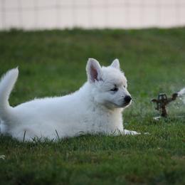 Berger Blanc Suisse Puppies from Nasha Comanda White Swiss Shepherds