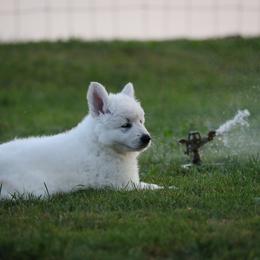 Berger Blanc Suisse Puppies from Nasha Comanda White Swiss Shepherds