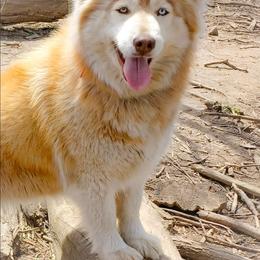 Fallon - Red and white female Siberian Husky puppy in West Liberty, Ohio from Skyfallsiberians
