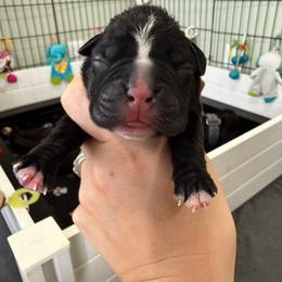 Pink Collar Female - Brindle female Boxer puppy in Alpine, New York from Kickin Rooster AKC Boxers