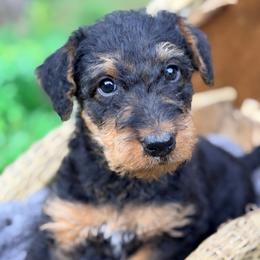 Purple aka Stone - Black and tan male Airedale Terrier puppy in Mooresville, North Carolina from Farm 55