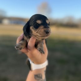 Coal - Black and cream male Dachshund puppy in Mc Alester, Ok, Oklahoma from New Hope Miniature Dachshunds