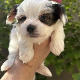 Frank 4000 - Black tan and white male Biewer Terrier puppy in Temecula, California from Biewer Puppies USA