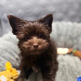 Jesse - Pur Collar - Liver female Yorkshire Terrier puppy in Dallas, Texas from JBzPawz