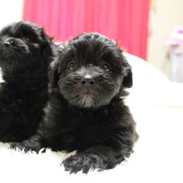 Havapoo Puppies from HopplevalleyPTA...(Puppies To Adore)