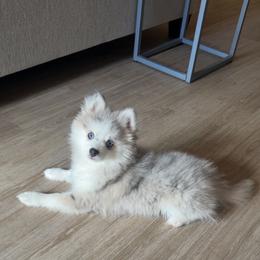 Luna - Silver female Pomsky puppy in Saint Joseph, Missouri from Pomsky Pack & Co