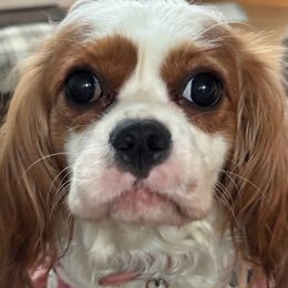 Bella - Cavalier King Charles Spaniel