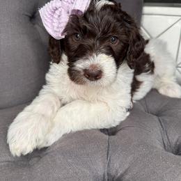 Lavender - Brown and white female Bernedoodle puppy in Curtice, Ohio from The Pink Doghouse