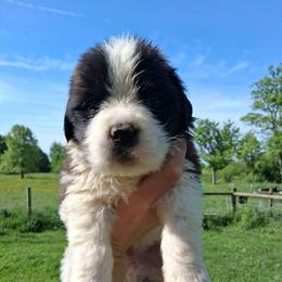 Meatloaf - Brown and white male Saint Bernard puppy in Kinsman, Ohio from Coleman Saint Bernards of Ohio