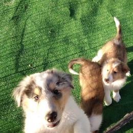Collie Puppies from Desert Kennels