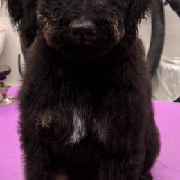River - Phantom male Bernedoodle puppy in Yarnell, Arizona from Boulder Mountain Doodles