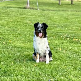 Indie - Australian Shepherd