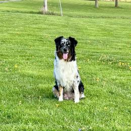 Indie - Australian Shepherd