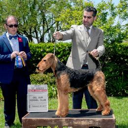 Celeste - Airedale Terrier