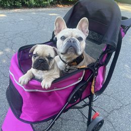 French Bulldogs from Faye’s Fabulous Frenchies