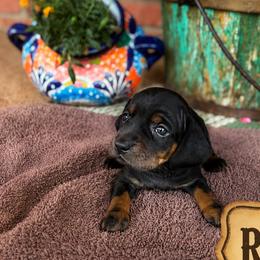Dachshunds from Rodeo Doxies