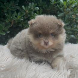 Ditto - Lavender female Pomeranian puppy in Sandia, Texas from Broken Arrow Poms
