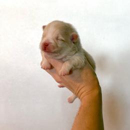 Boy 1 - Cream parti male Pomeranian puppy in Stroud, Oklahoma from Laik’s Little Shihtz & Poms