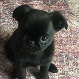 Brussels Griffon and Whippet Puppies from Patti Fitzgerald