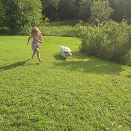 Slurpee - Clumber Spaniel