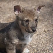 Swedish Vallhund Puppies from Maena Swedish Vallhunds