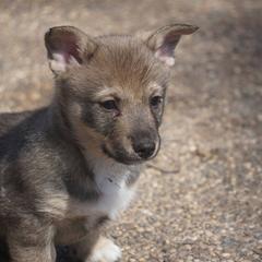Swedish Vallhund Puppies from Maena Swedish Vallhunds